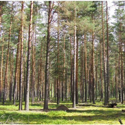 Бюджет Кировской области в 2010 году может получить от аренды леса около 290 млн руб.