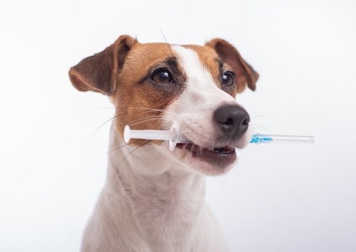 Вакцинация животных против бешенства