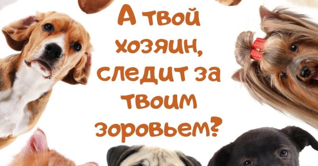 Памятка владельцам кошек и собак