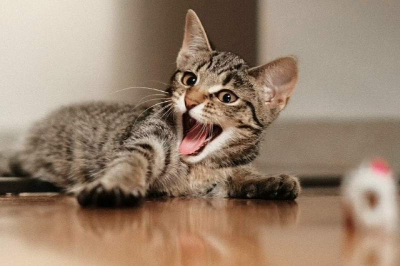 Кот без забот: 5 признаков здорового кота