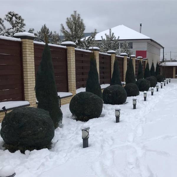 Притенение хвойных