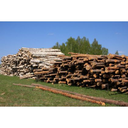 В Кировской области в 1 квартале 2010 года объем лесозаготовок возрос на 17%