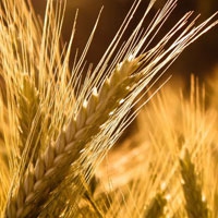 Кировская область планирует направить на посевную 2,2 млрд рублей