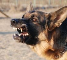 Жители Кирова и области рискуют заразиться бешенством