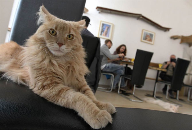 В Кирове откроется кото-кафе «Мурляндия»