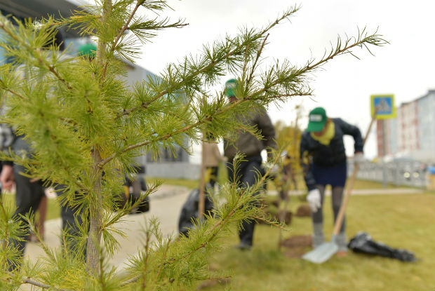 В Кирове посадят более 2000 деревьев