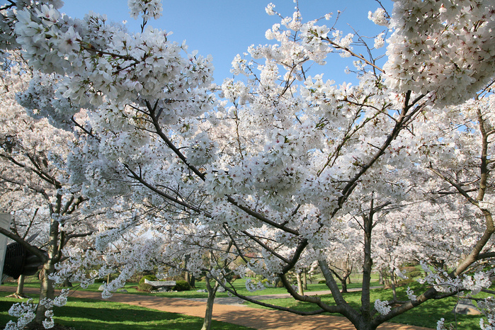 В микрорайоне Чистые Пруды появятся вишневый, яблоневый и сливовый сады