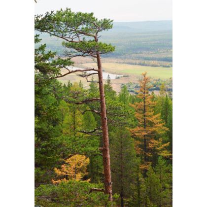 В Кировской области объем инвестиций в ЛПК составляет 17 млрд руб.